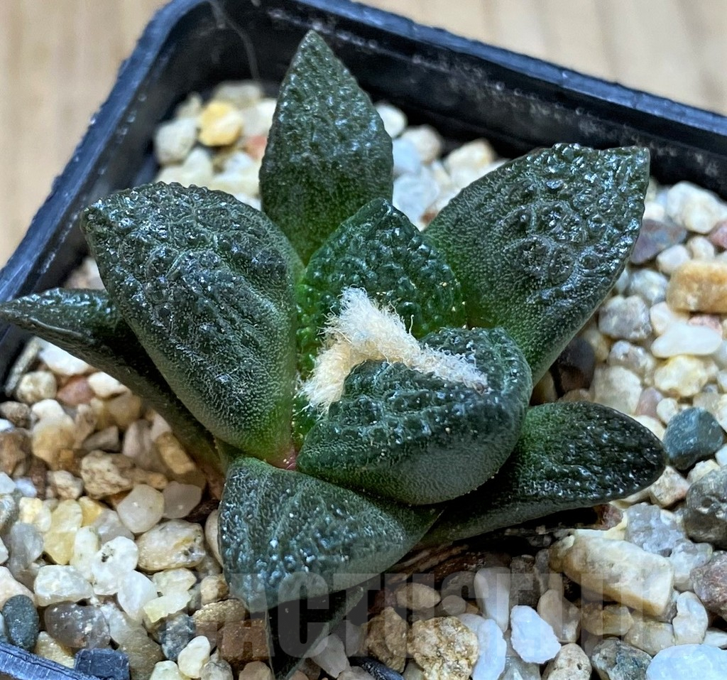 SH3931 Ariocarpus fissuratus hybrid own roots, seedling - immagine 2