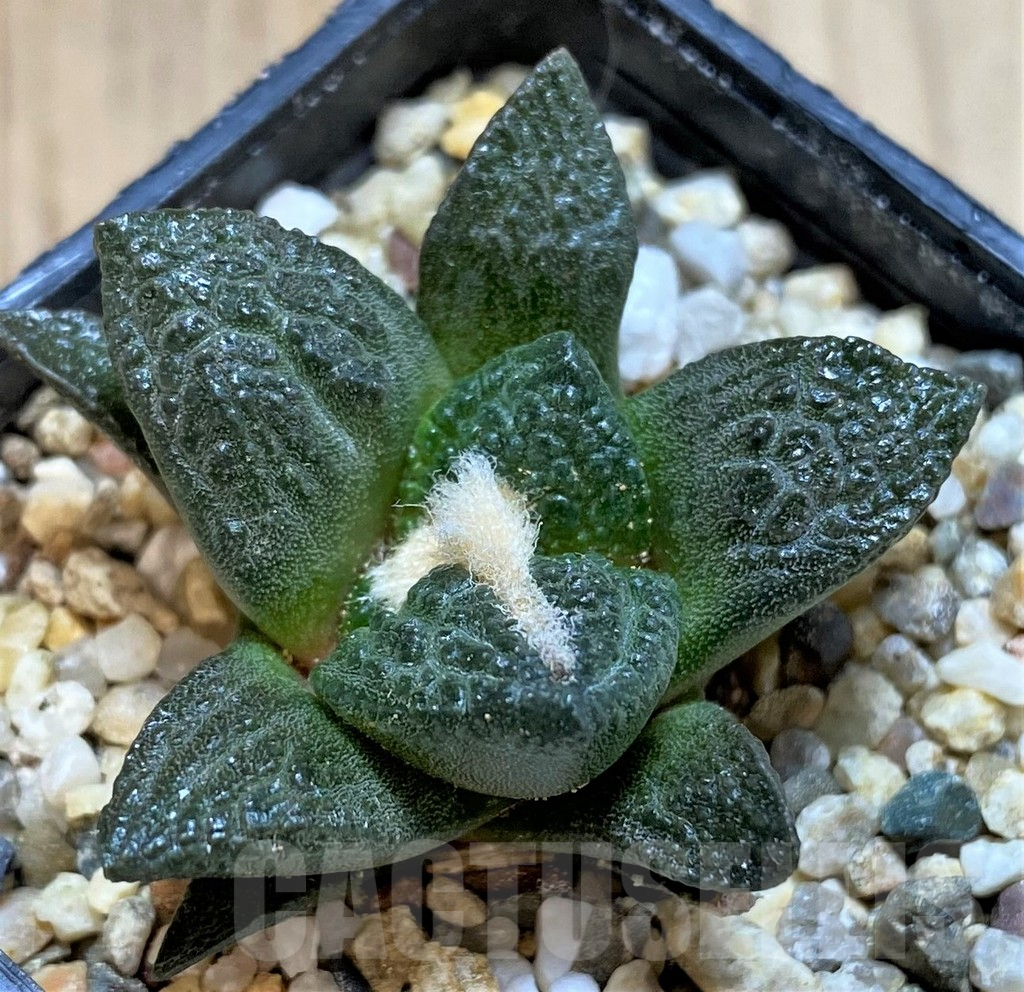 SH3931 Ariocarpus fissuratus hybrid own roots, seedling