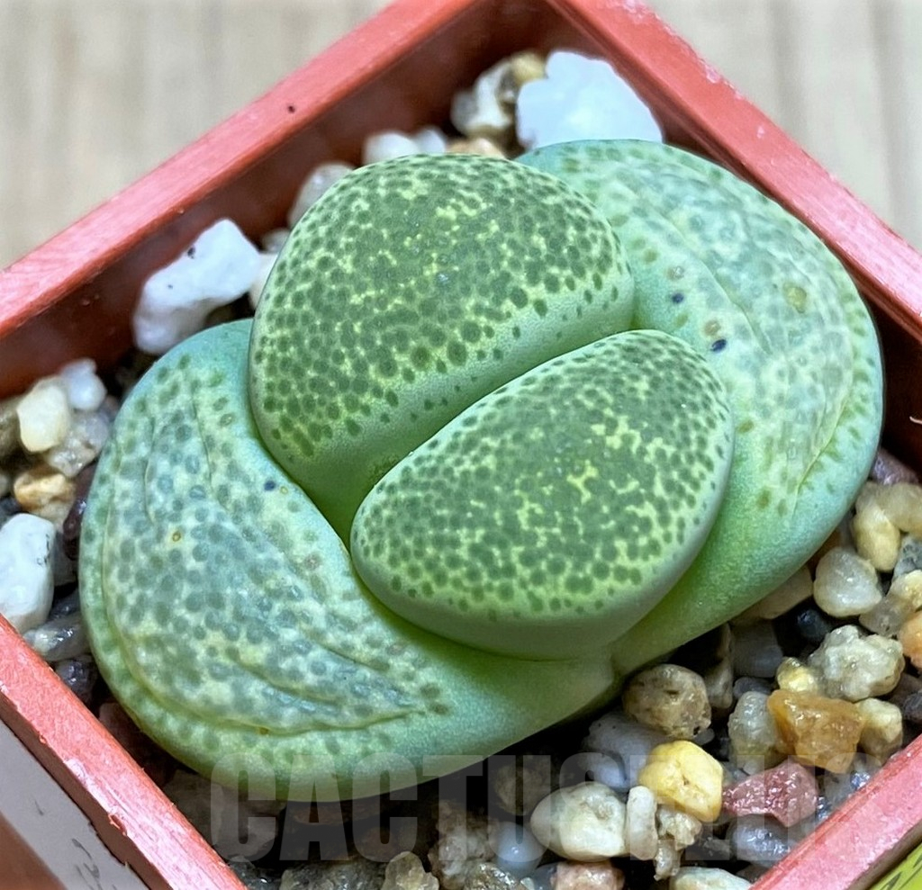 SH3955 Lithops terricolor C346 -30 km WNW of Prince Albert Road-