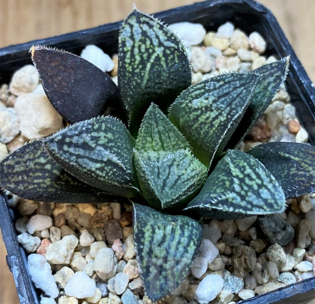 SH3998 Haworthia 'Kegazato' hybrid - Image 2