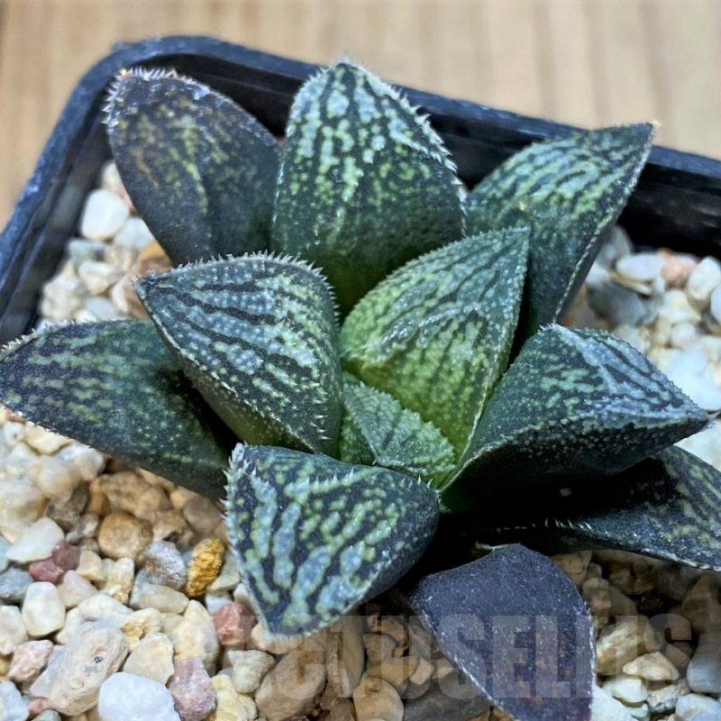 SH3998 Haworthia 'Kegazato' hybrid
