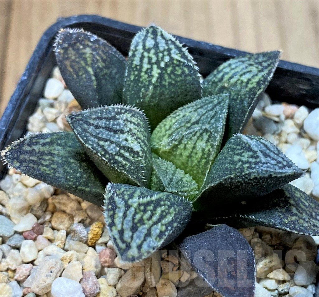 SH3998 Haworthia 'Kegazato' hybrid