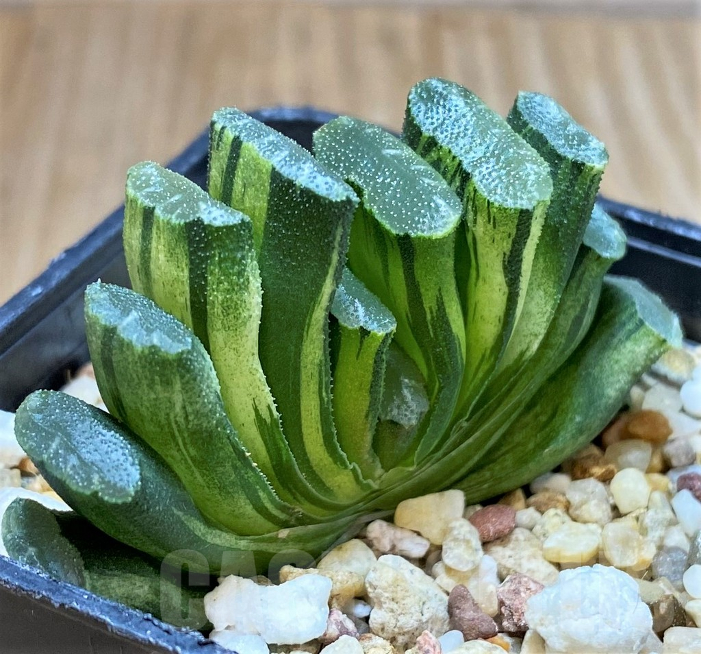 SH4156 Haworthia truncata f. variegata