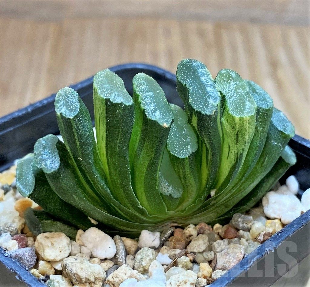 SH4156 Haworthia truncata f. variegata - Image 2