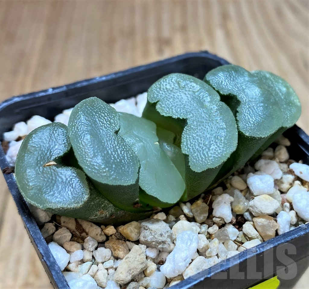 SH4153 Haworthia truncata 'White Porcelain' - 画像 (2)