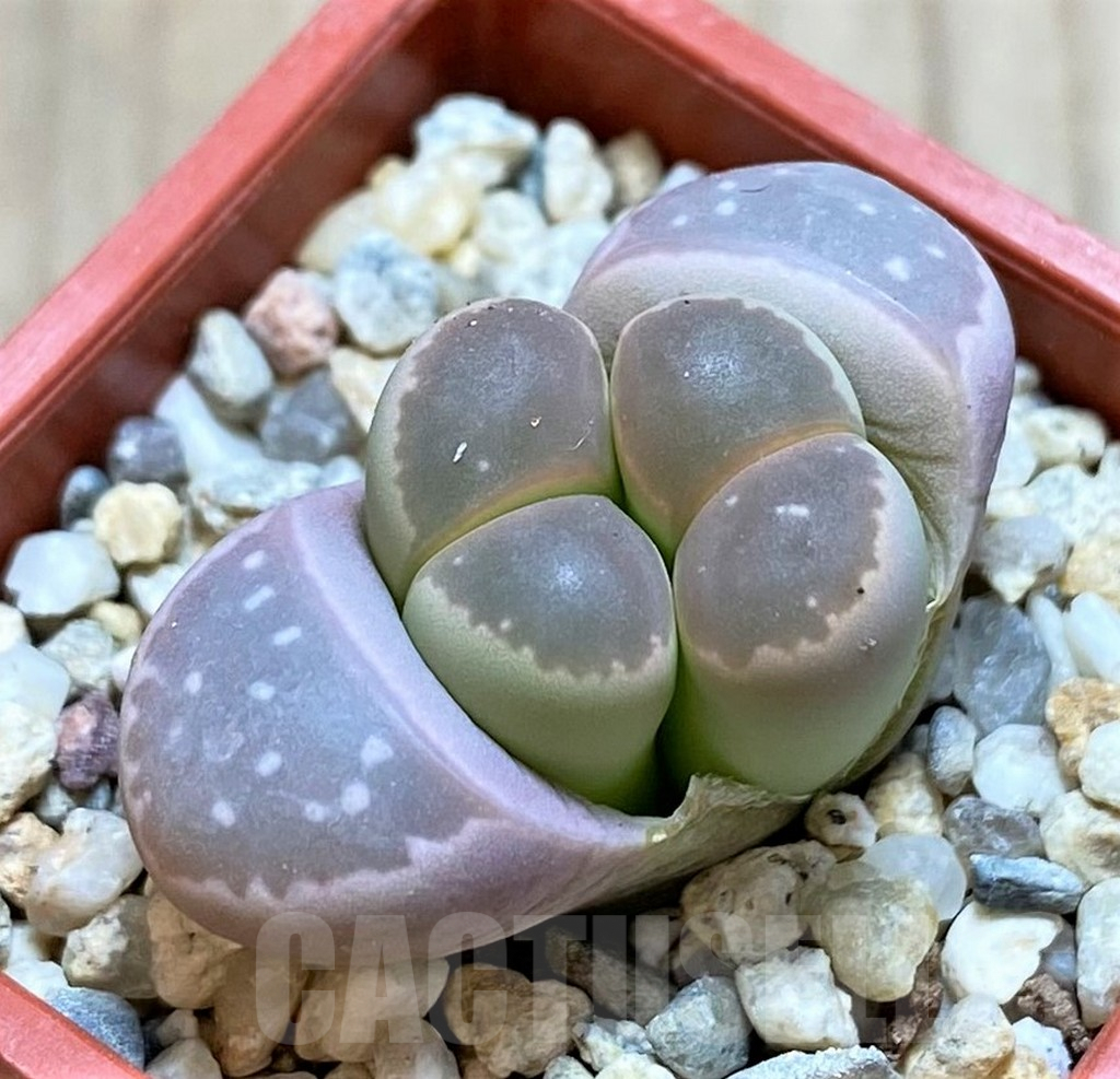 SH4355 Lithops olivacea v. nebrownii