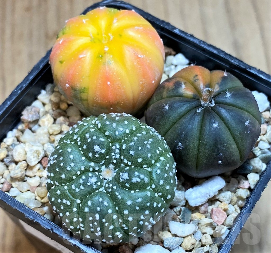 SH3349 Astrophytum asterias ‘Red Purple Skin’ mix, 3 plants