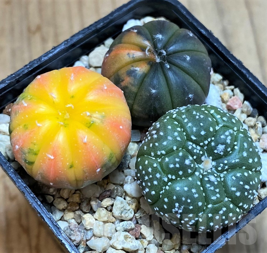 SH3349 Astrophytum asterias ‘Red Purple Skin’ mix, 3 plants - Image 2