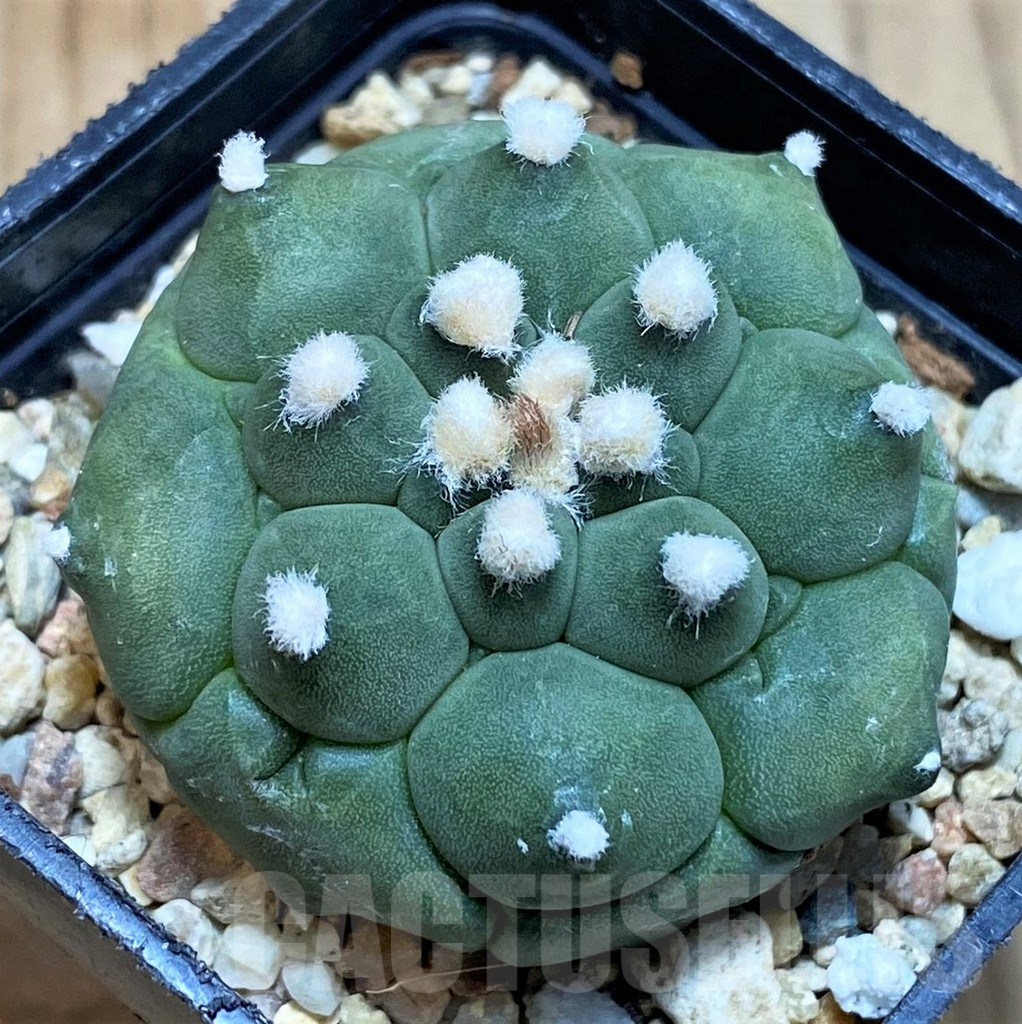 SH3350 Astrophytum asterias ‘Kikko’