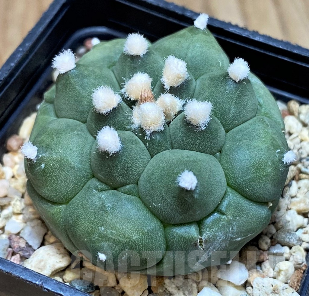 SH3350 Astrophytum asterias ‘Kikko’ - immagine 2