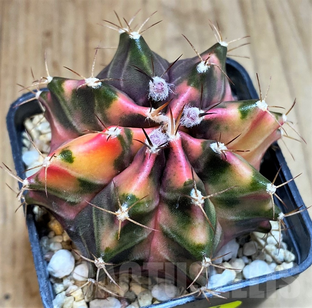 SH3352 Gymnocalycium mihanovichii ‘Black end Orange’, seedling - Image 2