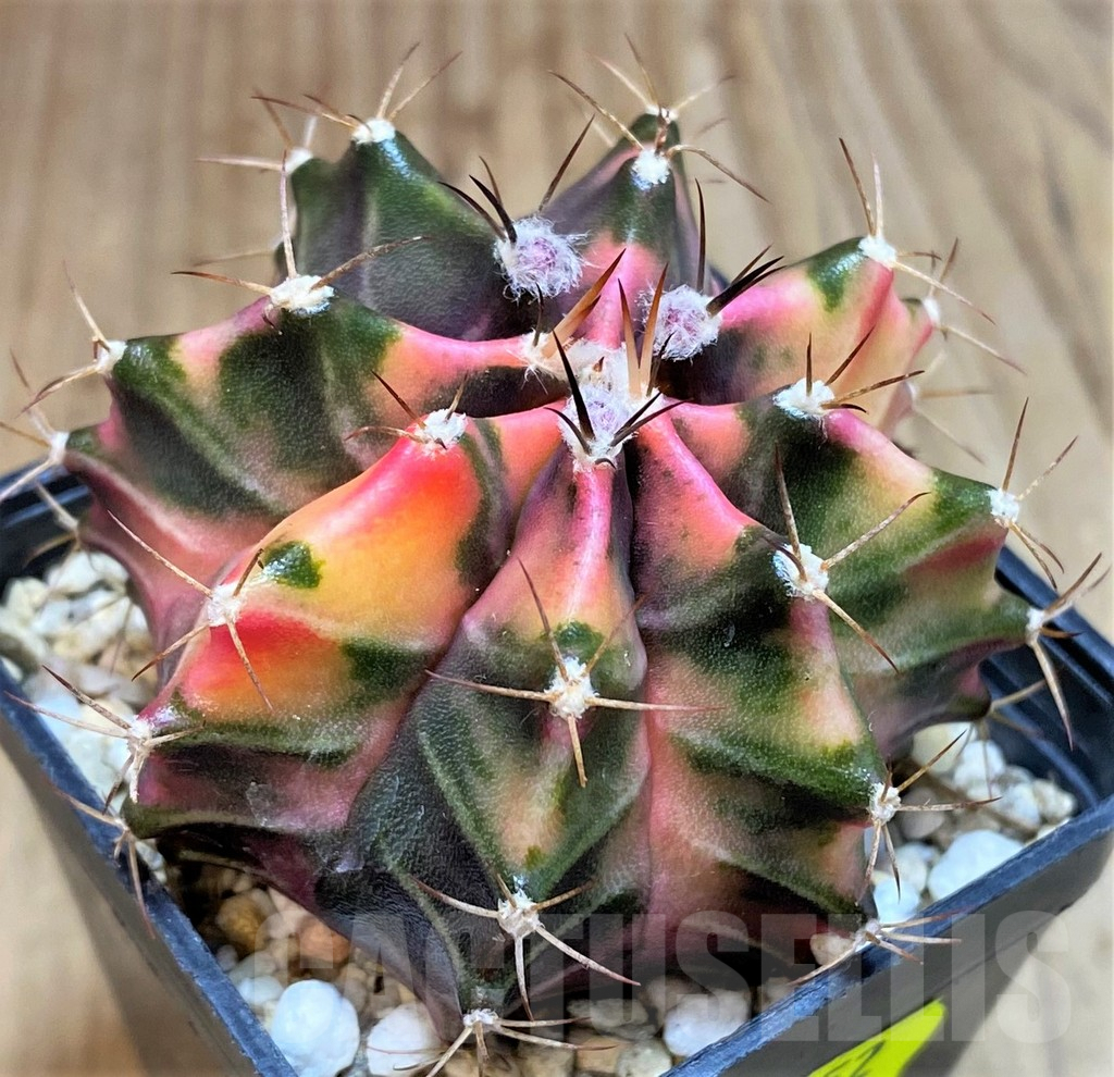 SH3352 Gymnocalycium mihanovichii ‘Black end Orange’, seedling
