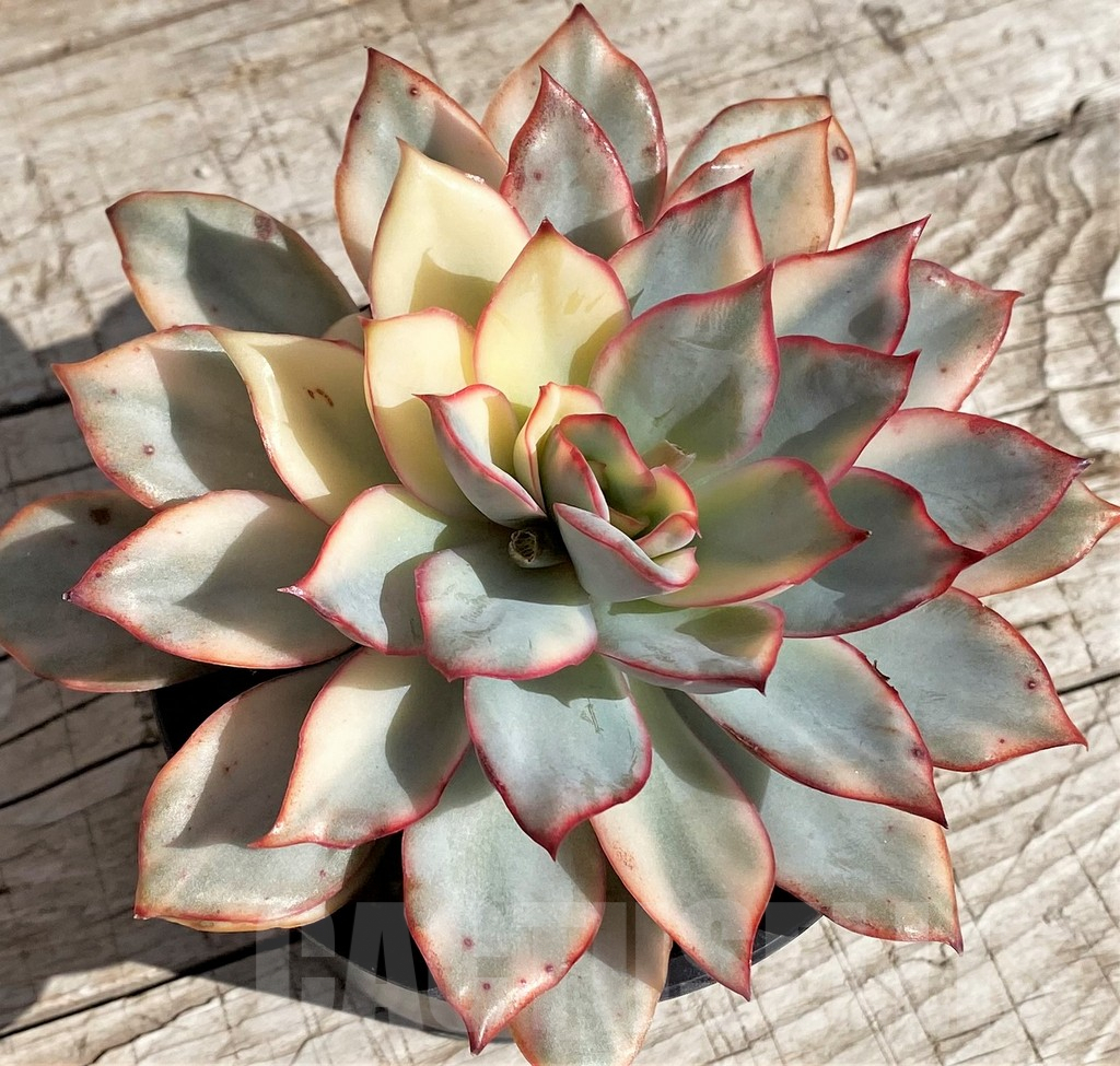SH4680 Echeveria 'Moonlight goddess brocade' - Image 2