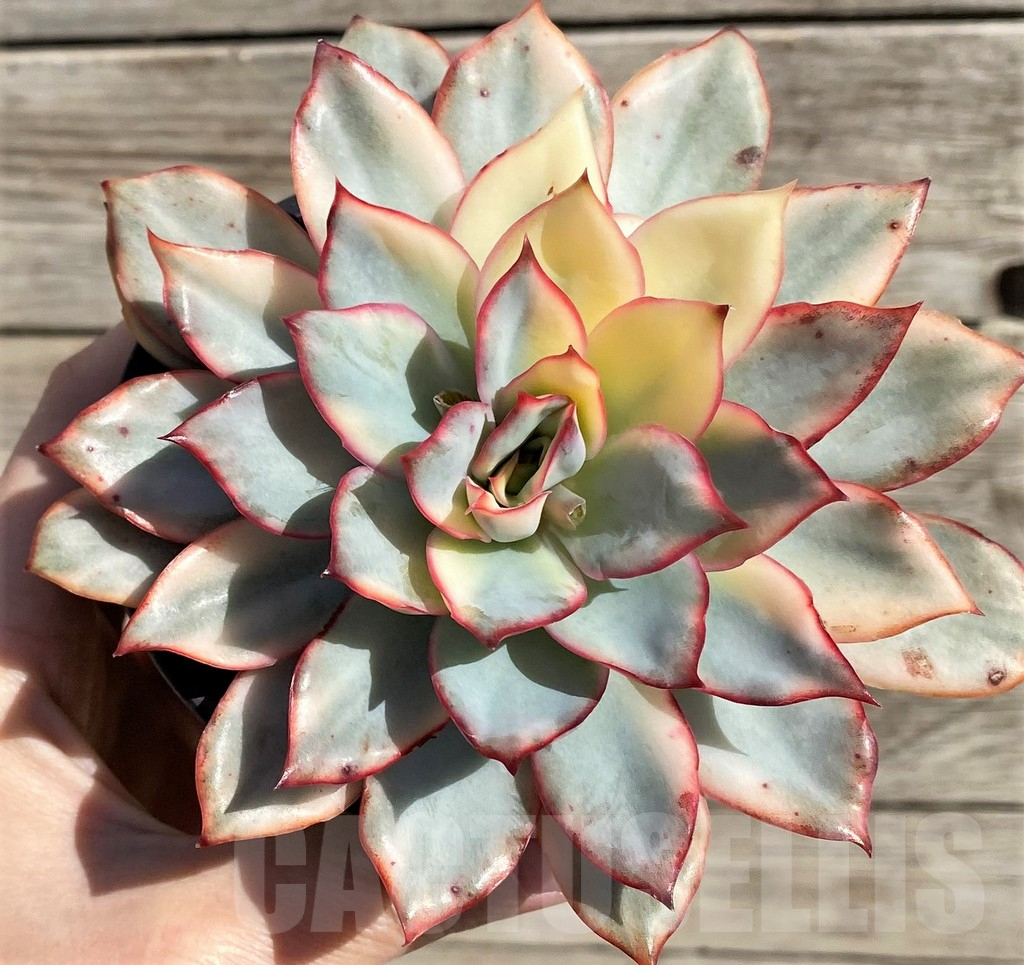 SH4680 Echeveria 'Moonlight goddess brocade'