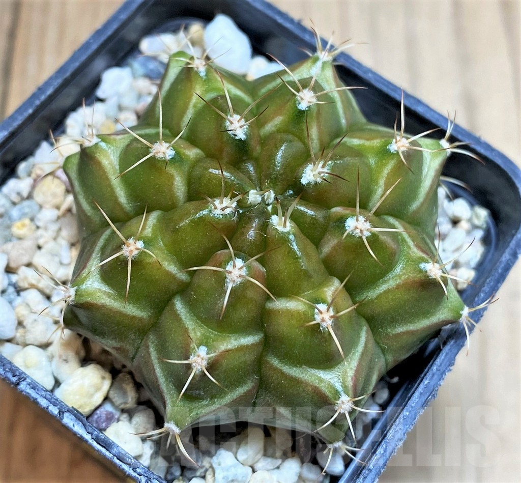 SH4961 Gymnocalycium mihanovichii ‘Neon’ hybrid, seedling - Image 2