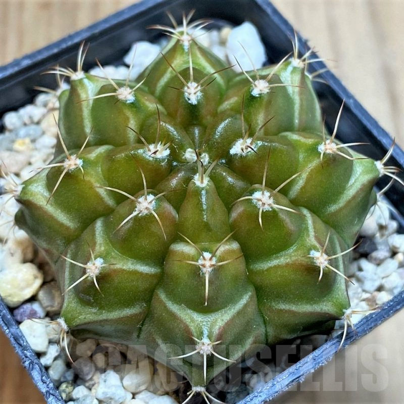 SH4961 Gymnocalycium mihanovichii ‘Neon’ hybrid, seedling
