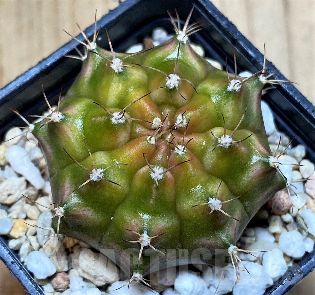 SHP4962 Gymnocalycium mihanovichii ‘Neon’ hybrid seedling - immagine 2