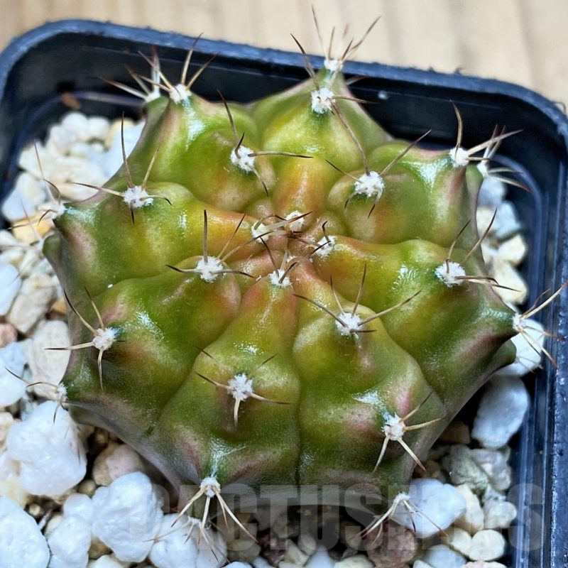 SHP4962 Gymnocalycium mihanovichii ‘Neon’ hybrid seedling