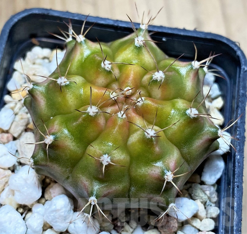 SHP4962 Gymnocalycium mihanovichii ‘Neon’ hybrid seedling