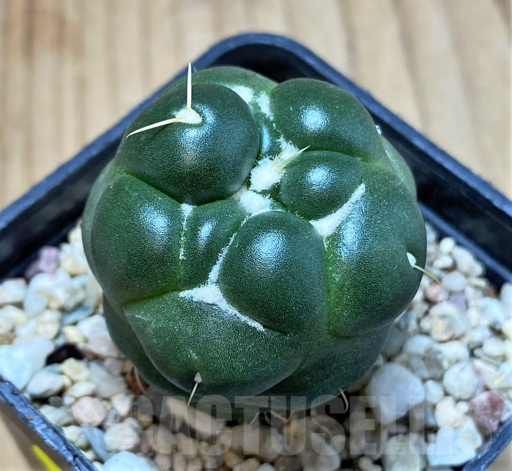 SH4963 Coryphantha elephantidens ‘inermis’ - Image 2