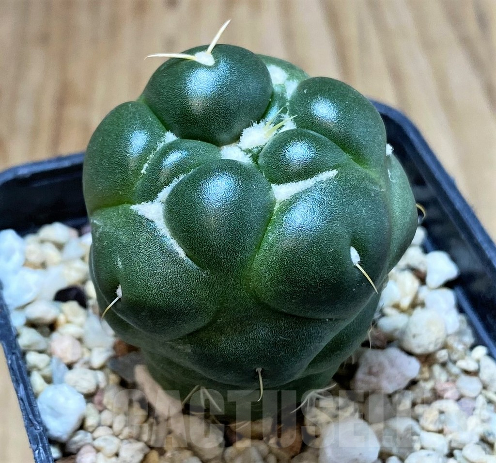 SH4963 Coryphantha elephantidens ‘inermis’ - Image 3