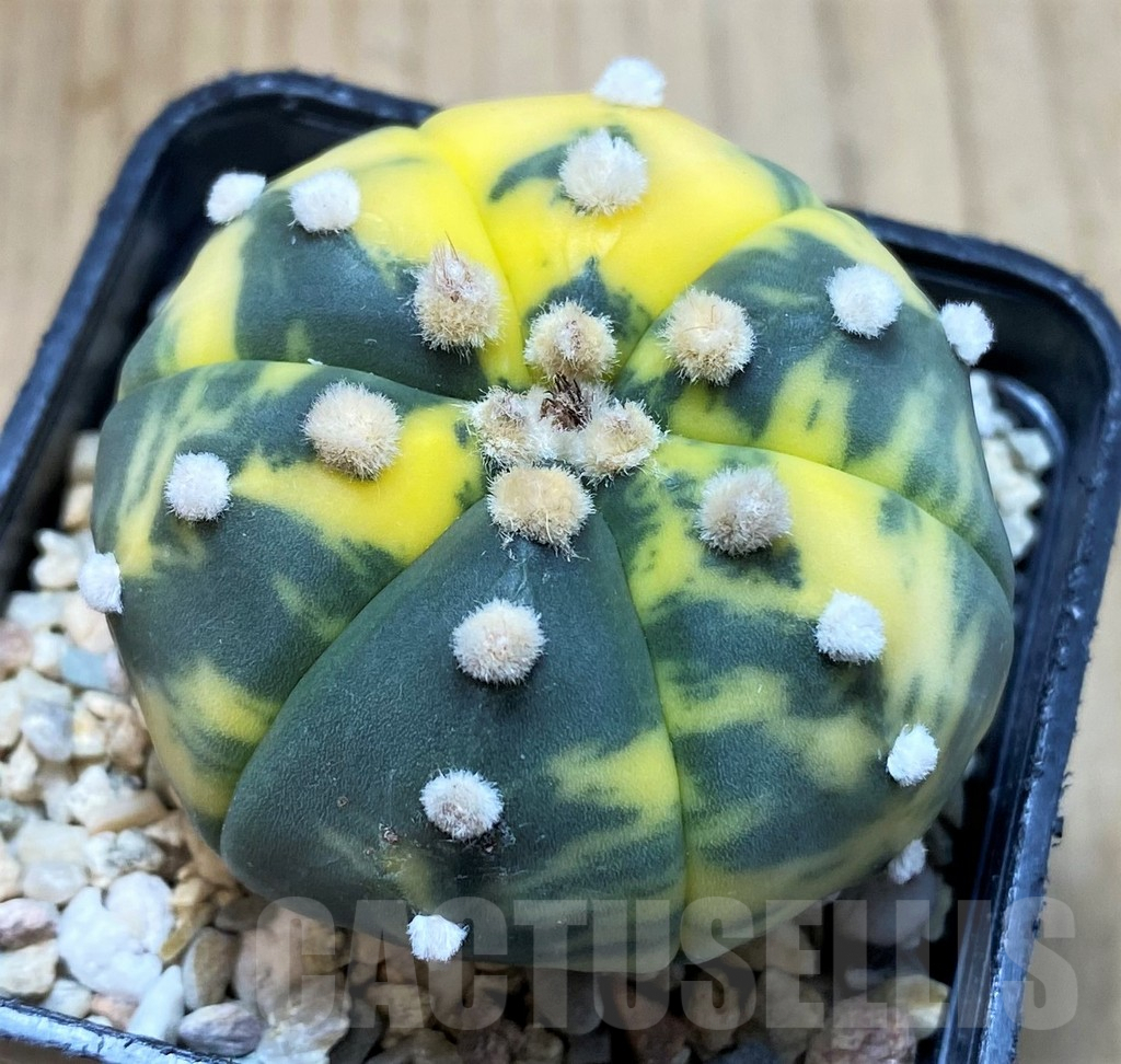 SH4964 Astrophytum asterias f. variegata 6-ribs - Image 2