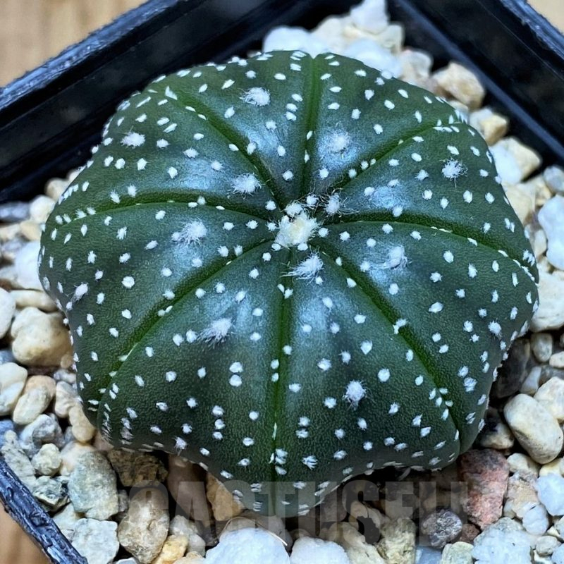 SH4975 Astrophytum asterias ‘Star Shape’