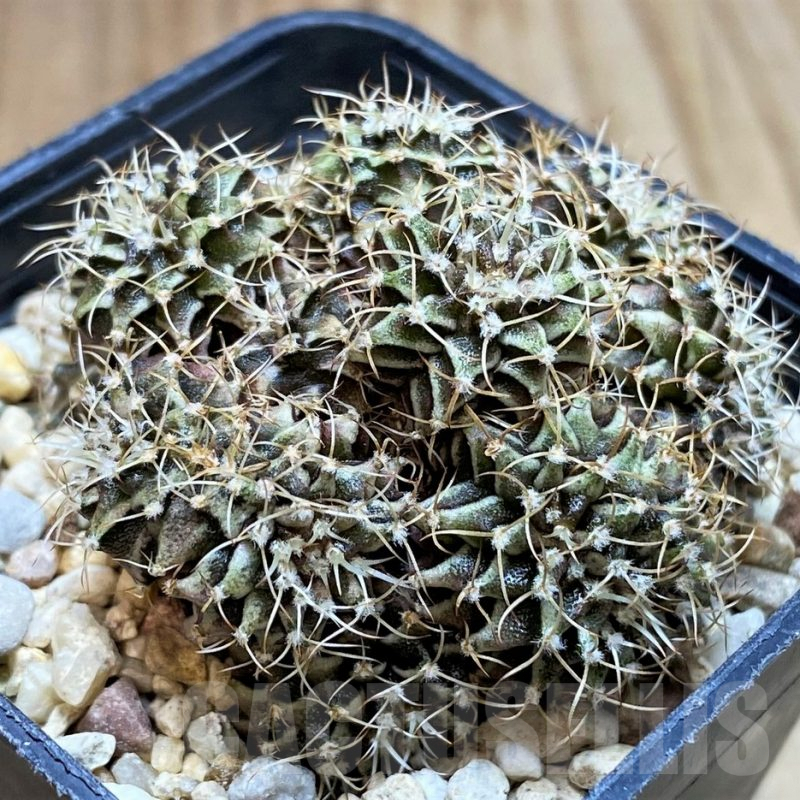 SH4978 Gymnocalycium friedrichii LB f. monstrosa