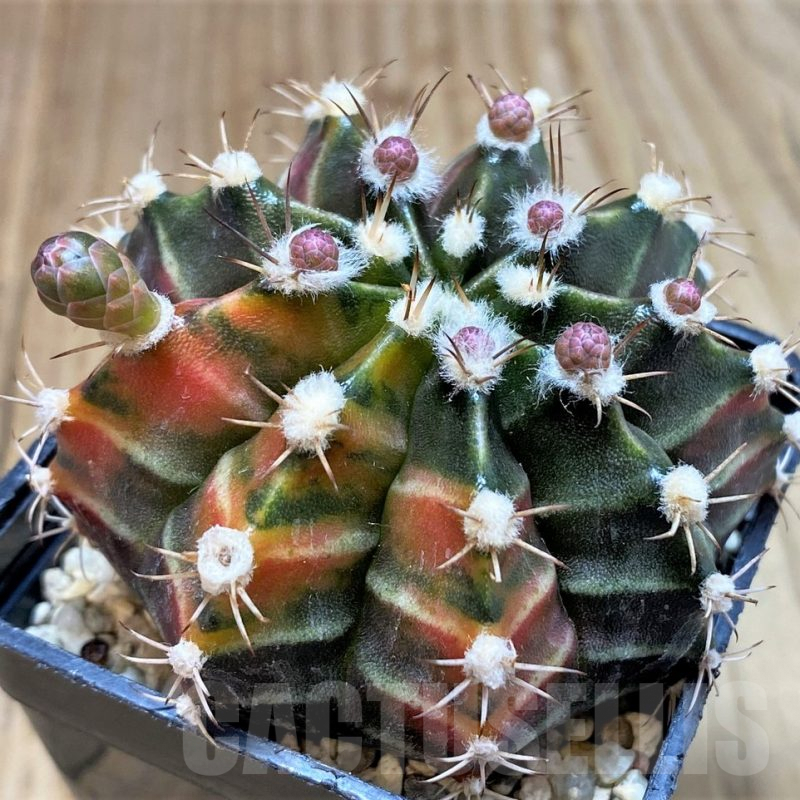 SH4979 Gymnocalycium mihanovichii ‘Sepia’ seedling