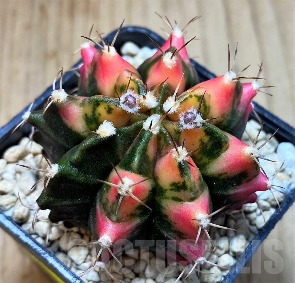 SH4983 Gymnocalycium mihanovichii f. variegata seedling - Зображення 2