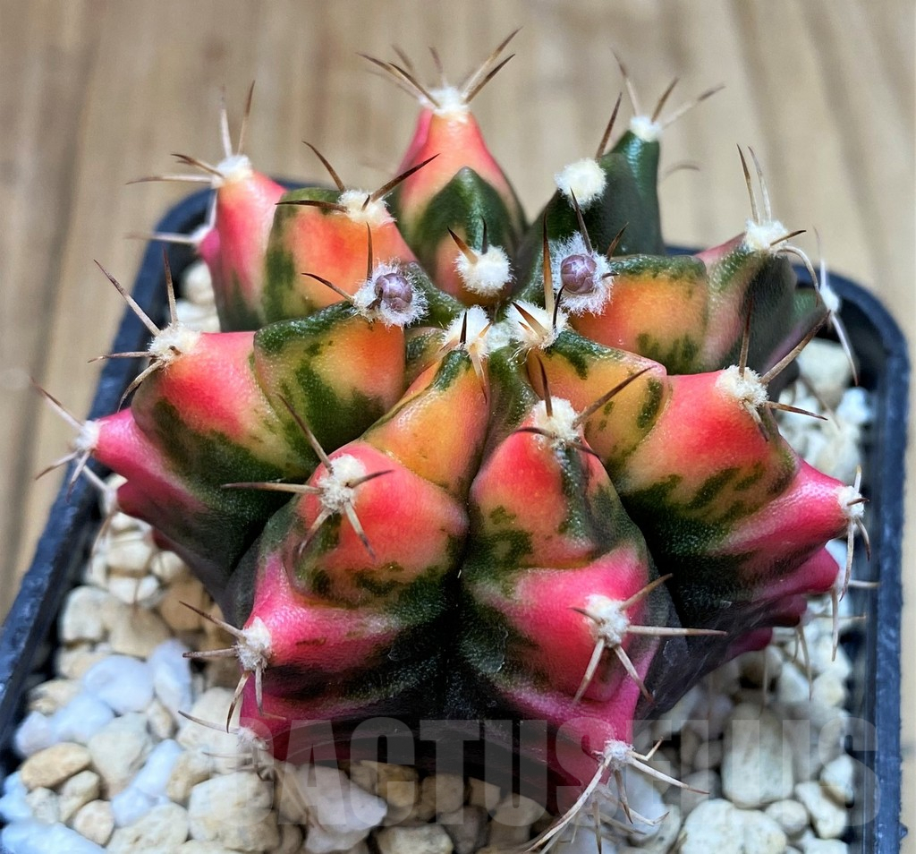 SH4983 Gymnocalycium mihanovichii f. variegata seedling