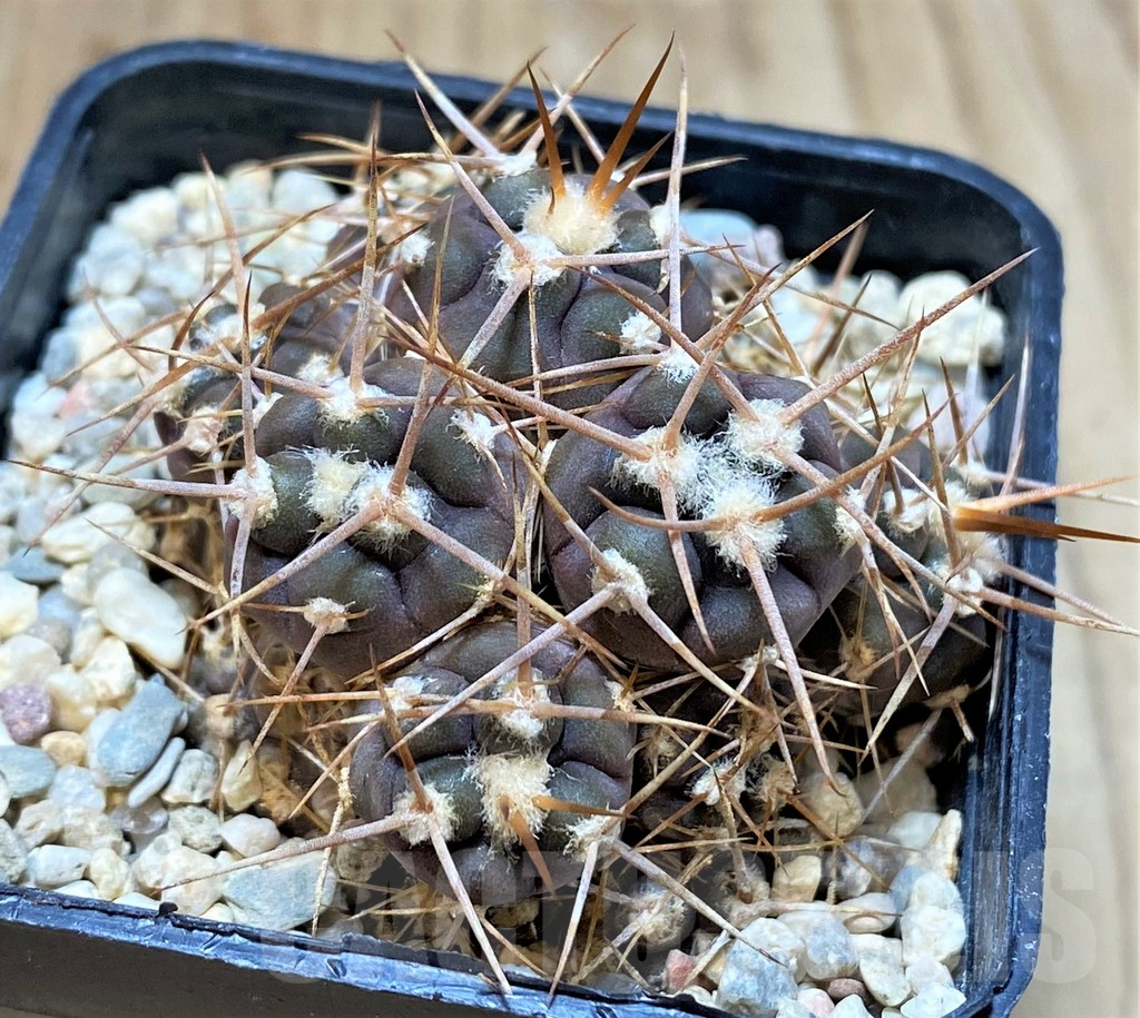 SH4936 Gymnocalycium castellanosii f. monstrosa