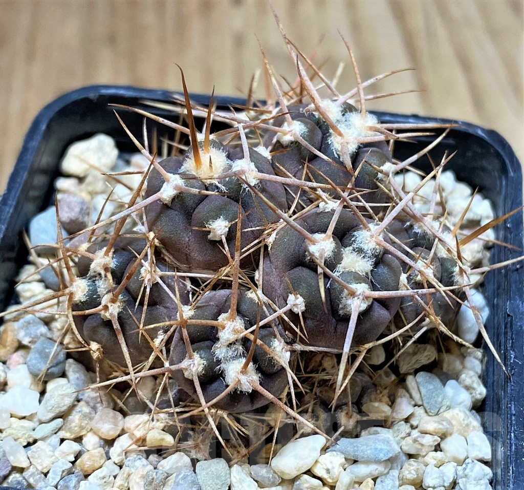 SH4936 Gymnocalycium castellanosii f. monstrosa - Image 2