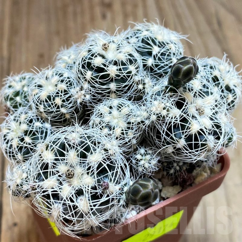 SH4949 Gymnocalycium bruchii v. niveum