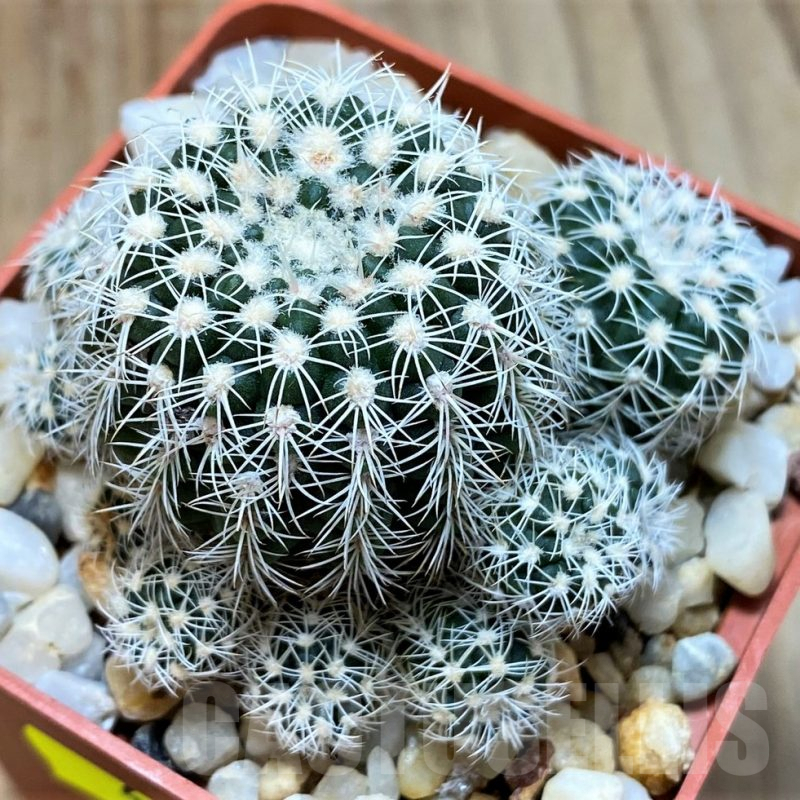 SH4952 Gymnocalycium bruchii LB 1085
