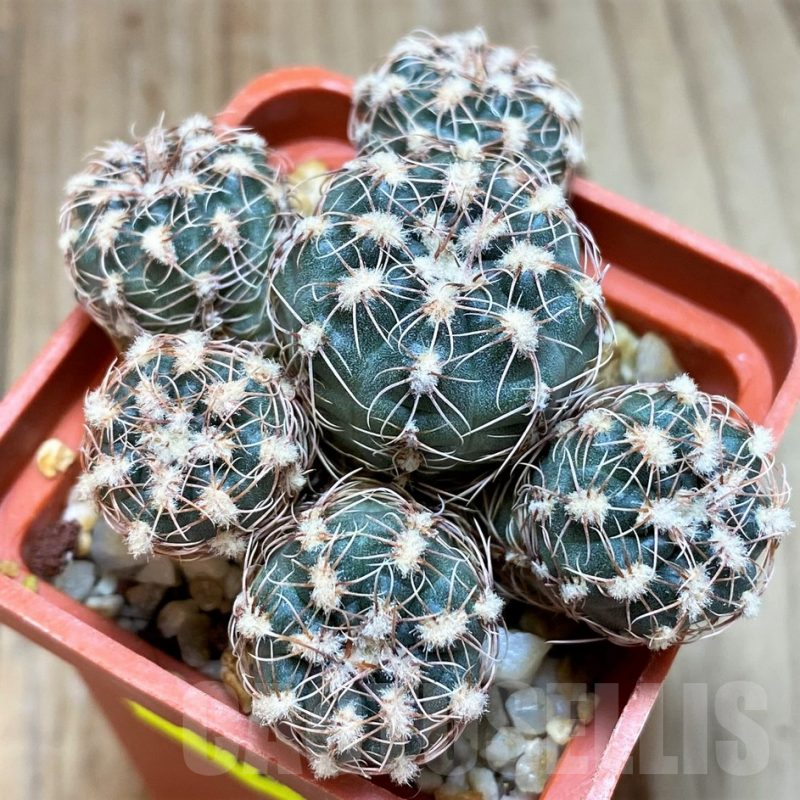 SH5124 Gymnocalycium bruchii v. hossei