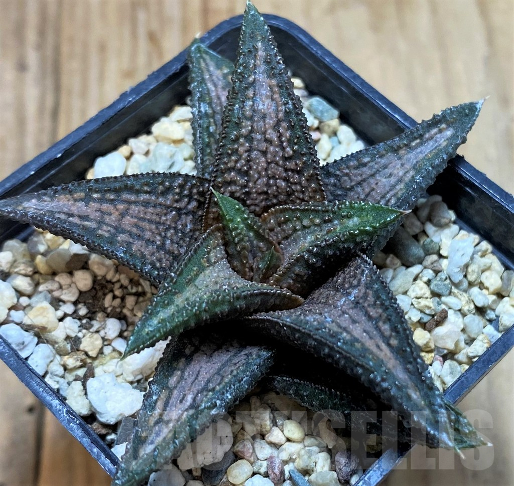 SH5354 Haworthia 'Kintaikyo' - immagine 2