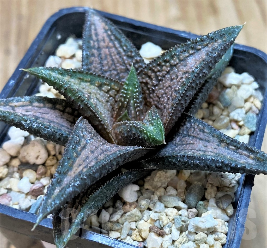 SH5354 Haworthia 'Kintaikyo'
