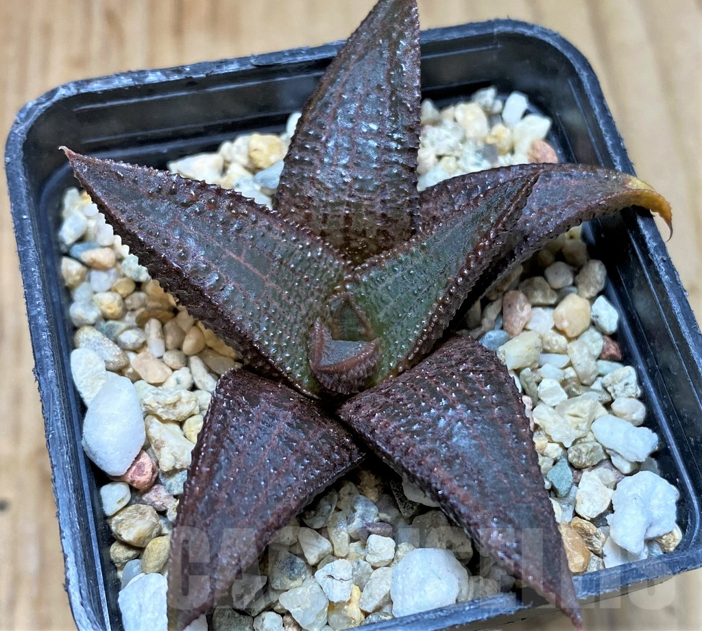 SH5361 Haworthia koelmaniorum K-14 - immagine 2