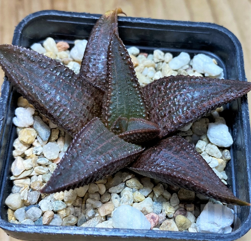 SH5361 Haworthia koelmaniorum K-14 - immagine 3