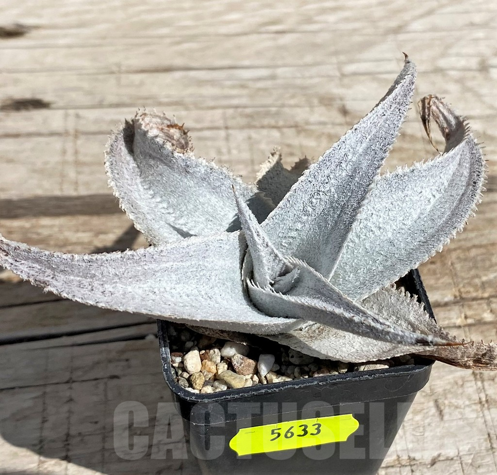 SH5633 Dyckia marnier-lapostollei super wide leaf - Image 2