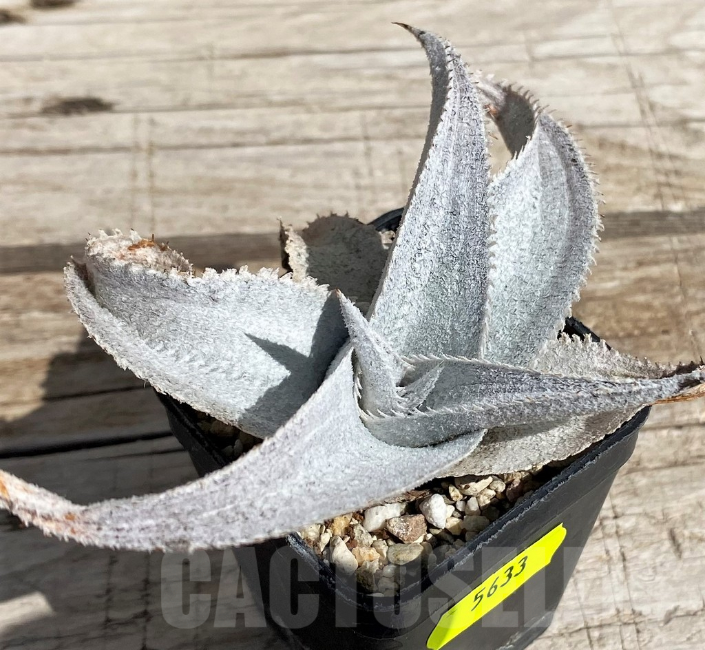 SH5633 Dyckia marnier-lapostollei super wide leaf