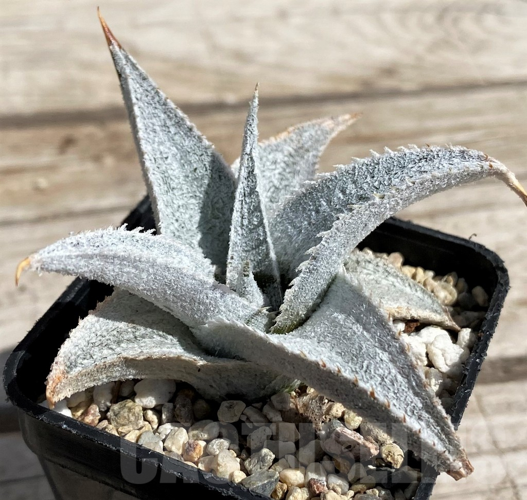 SH5631 Dyckia marnier-lapostollei super wide leaf