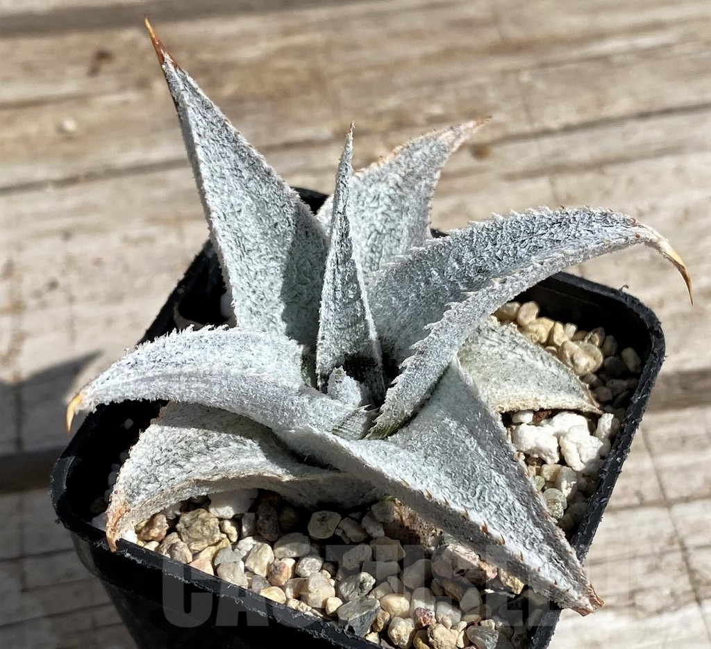 SH5631 Dyckia marnier-lapostollei super wide leaf - Image 2