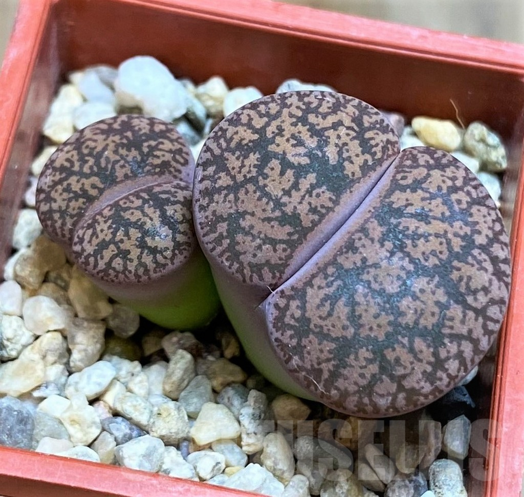 SH6848 Lithops lesliei v. minor