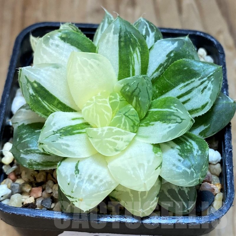 SH8058 Haworthia obtusa 'Marin' f. variegata