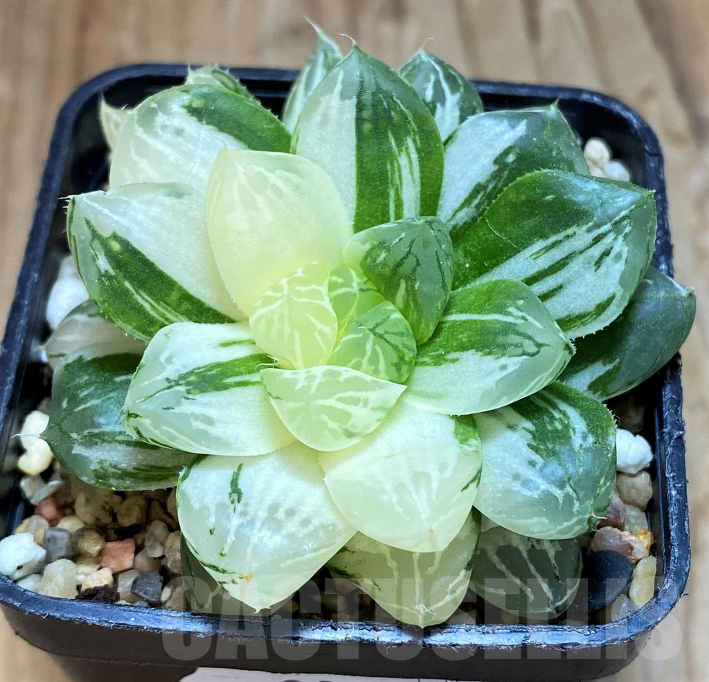 SH8058 Haworthia obtusa 'Marin' f. variegata