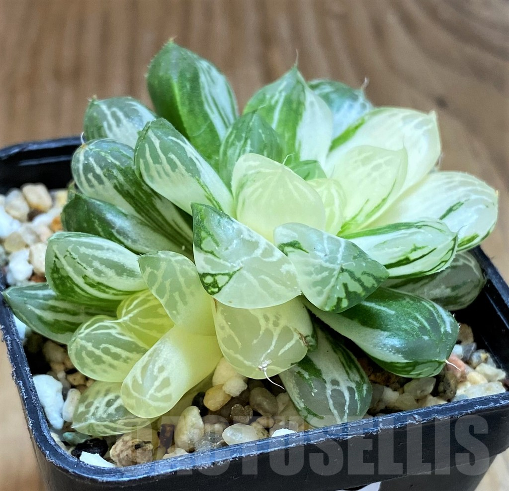 SH8058 Haworthia obtusa 'Marin' f. variegata - Image 2