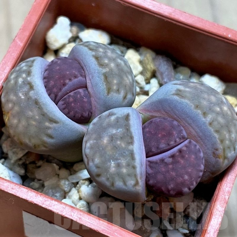 SH9864 Lithops salicola ‘Sato’s Violet’ x julii ‘Kikushogiyoku’