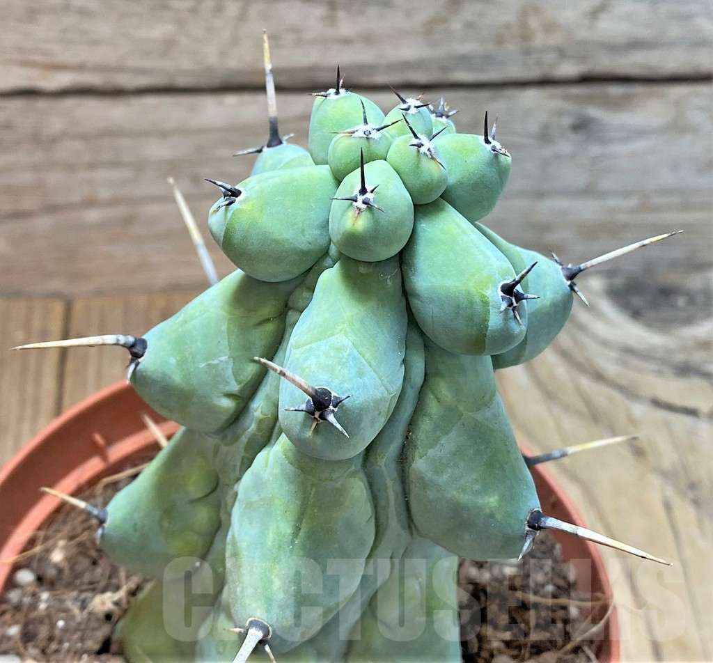 SHPR36625 Myrtillocactus geometrizans 'Fukurokuryuzinboku'